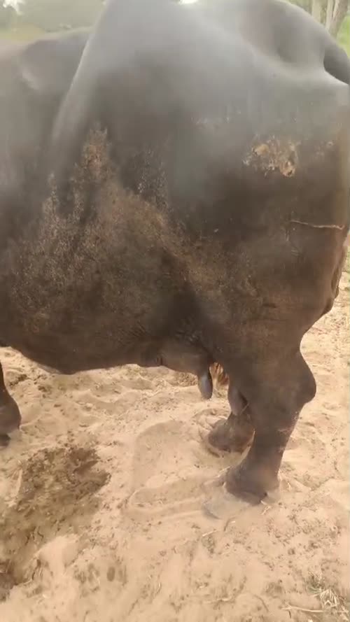 Surti Buffalo S0410 in  RAJASTHAN