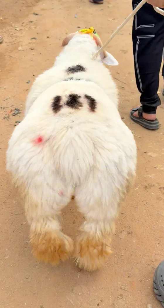 Bannur Sheep in  KARNATAKA