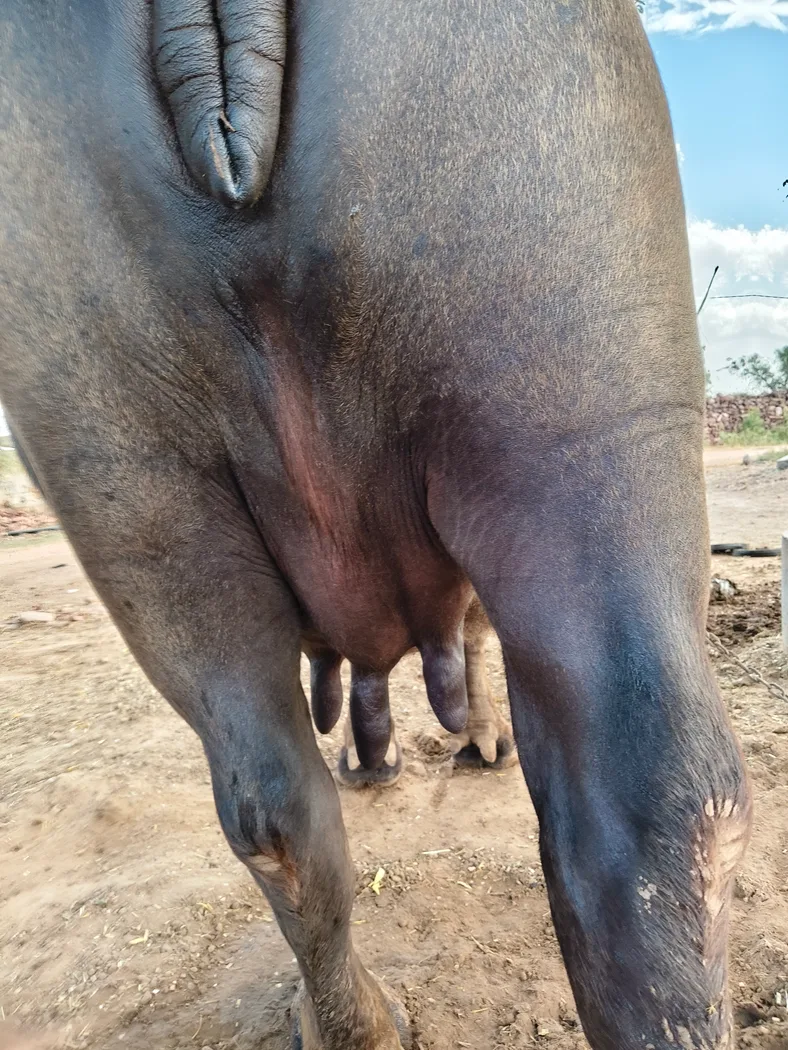 Murrah Buffalo in RAJASTHAN