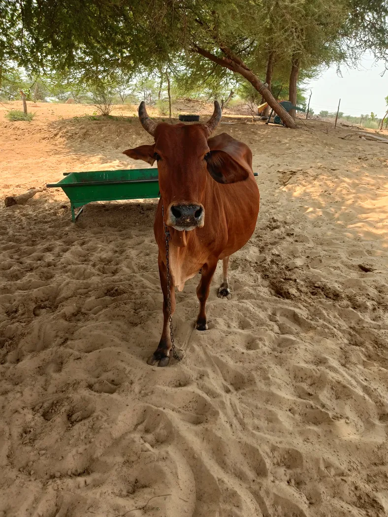 Rathi Cow in  RAJASTHAN