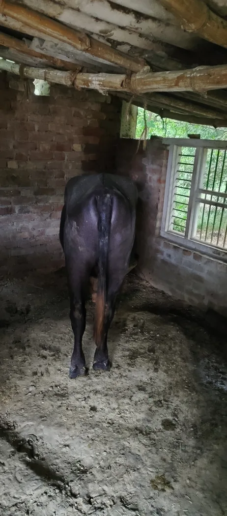 Murrah Buffalo in  UTTAR PRADESH
