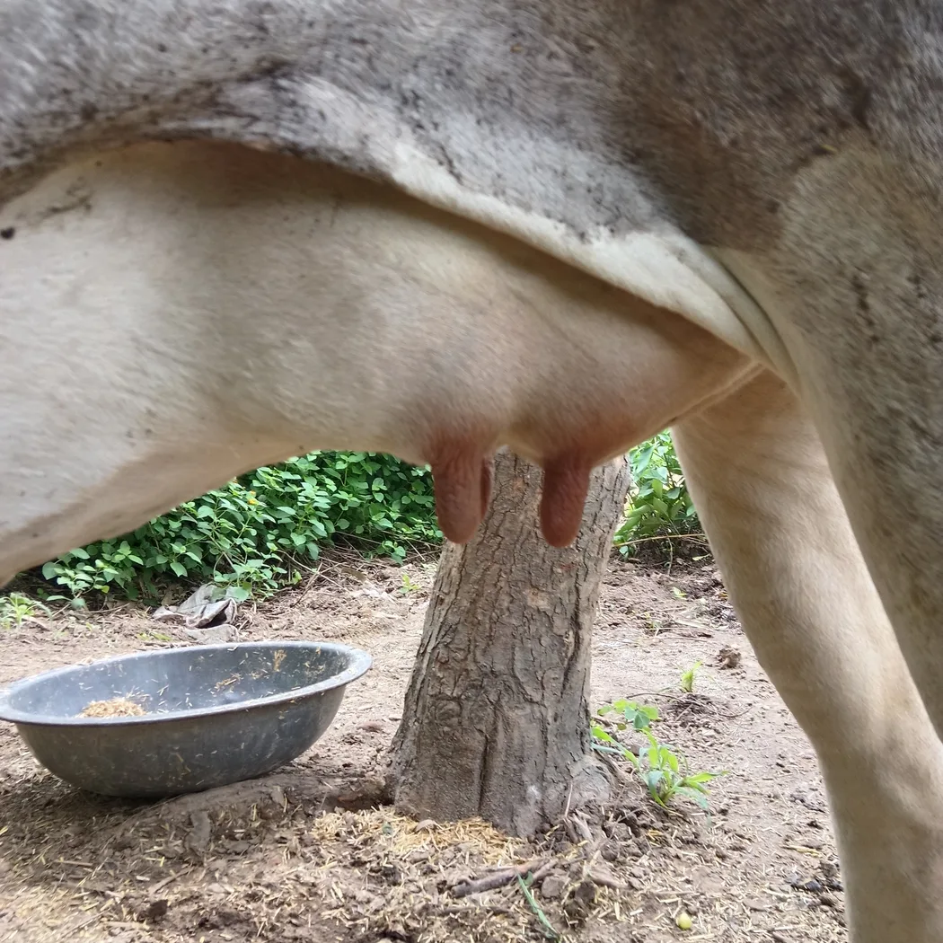 Tharparkar Cow in JAMMU AND KASHMIR