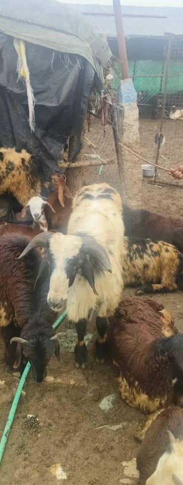 Deccani Sheep in  TELANGANA