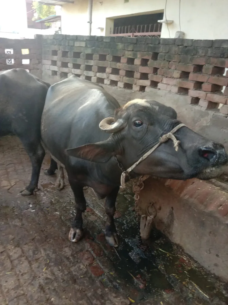 Nili Buffalo in UTTAR PRADESH