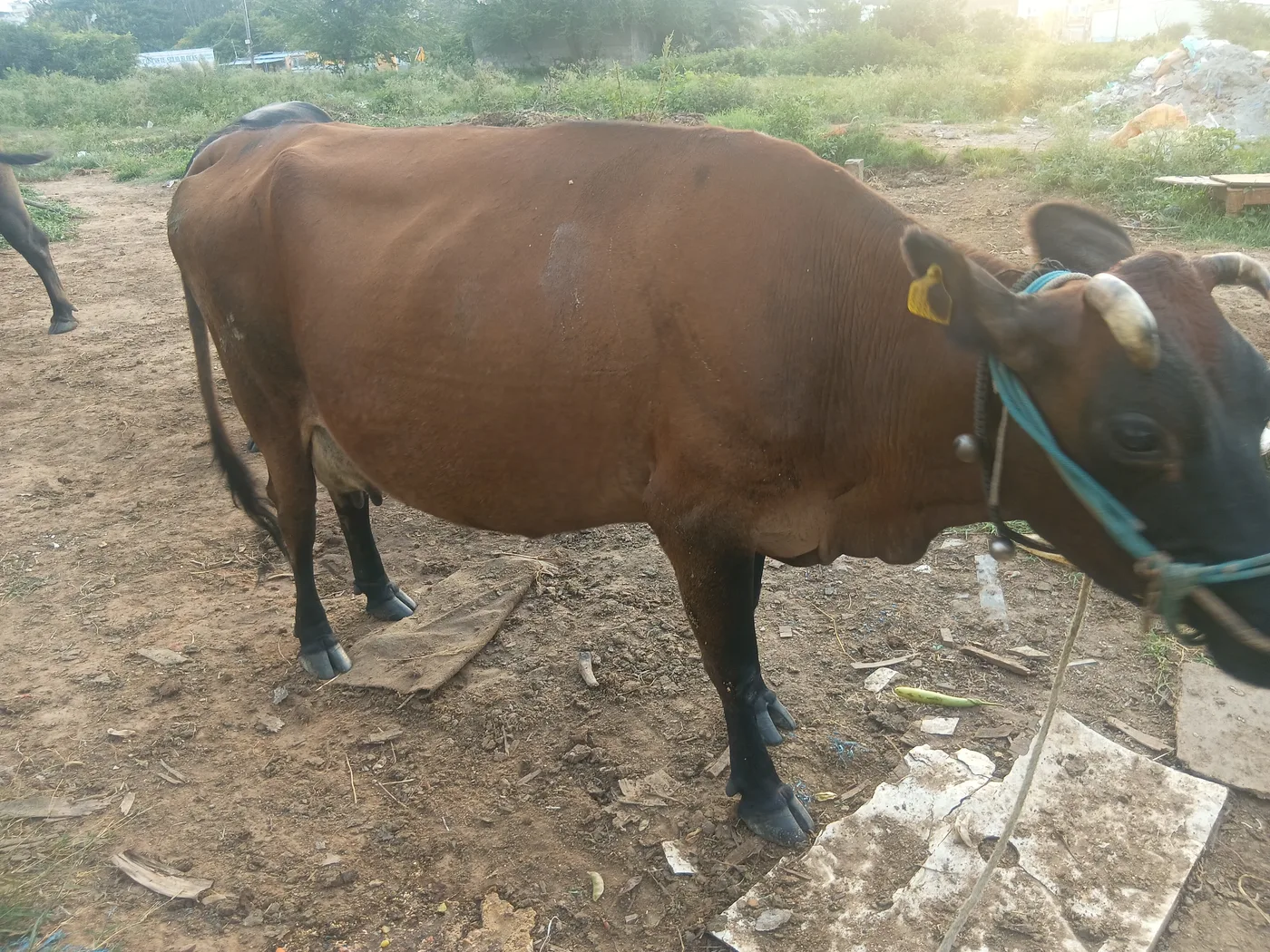 Jersey Cow in  KARNATAKA