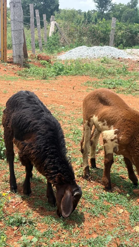 Sindhanoor Sheep S0208 in  KARNATAKA
