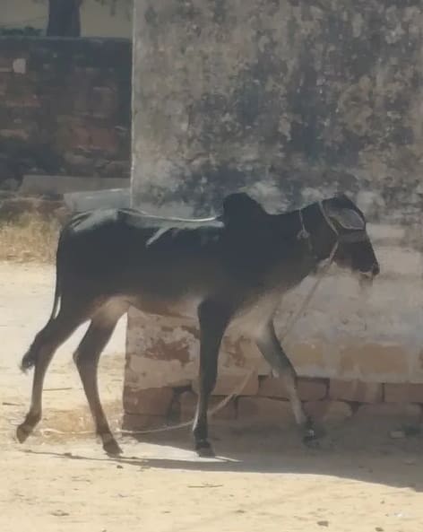 Nagori Ball O0947 in  RAJASTHAN