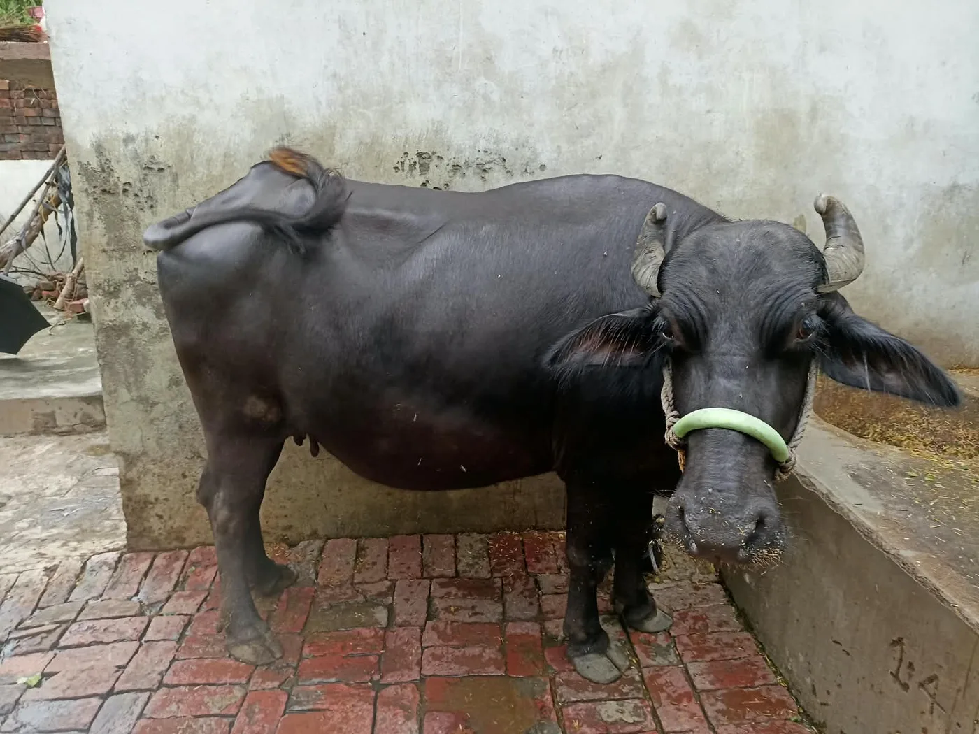 Murrah Buffalo in  UTTAR PRADESH