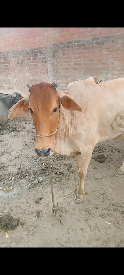 Sahiwal Heifer Cow S1906 in       UTTAR PRADESH