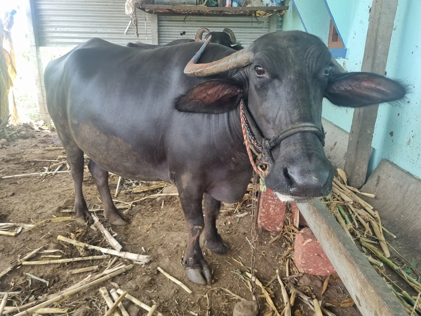 Others Buffalo in  KARNATAKA