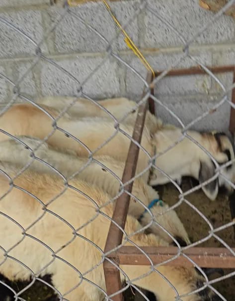 Bannur Sheep in  ANDHRA PRADESH