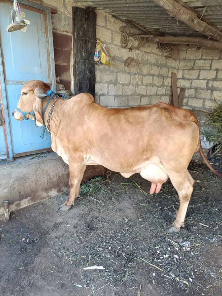 Gir Cow G2186 in  GUJARAT