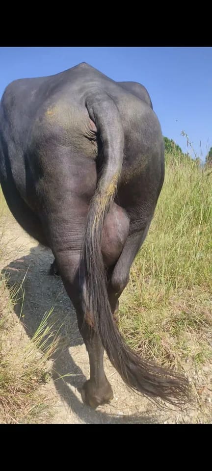 Murrah Buffalo in  UTTARAKHAND