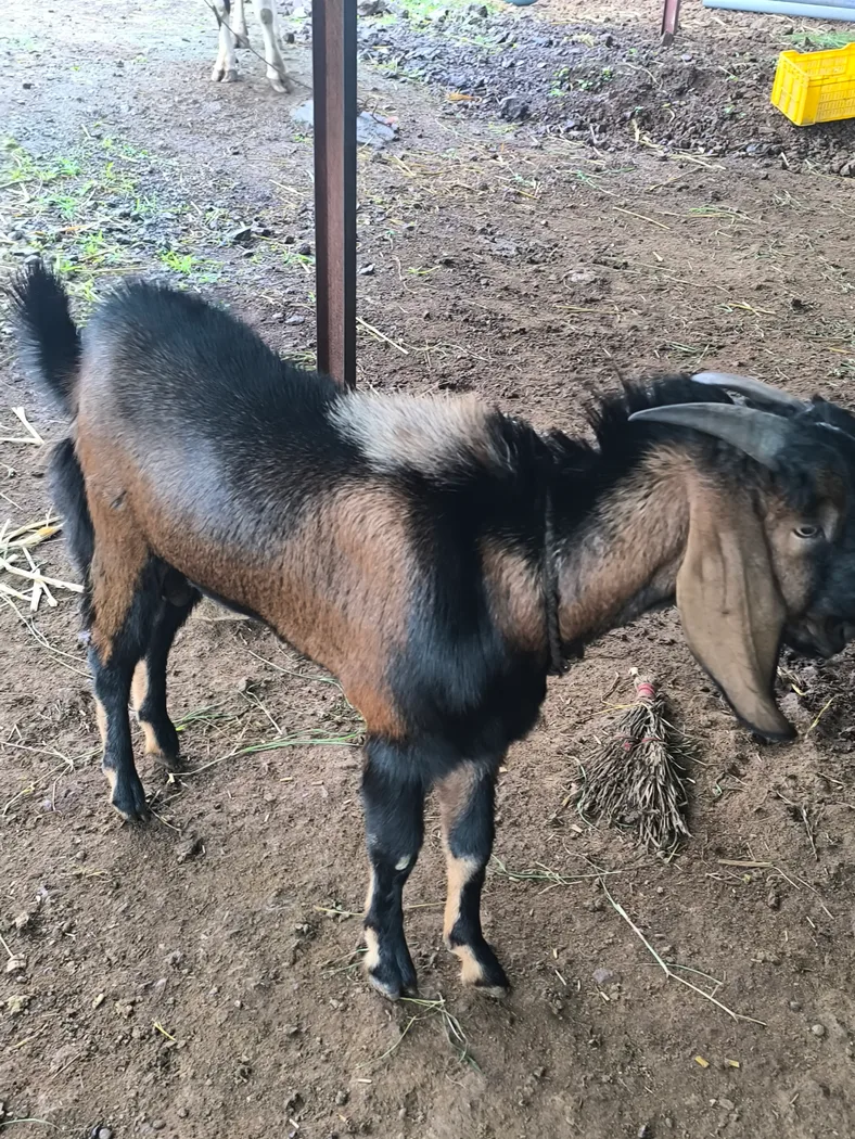 Beetal Goat in  MAHARASHTRA