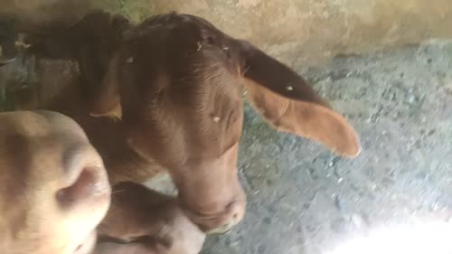 Gir Cow G2132 in  BIHAR