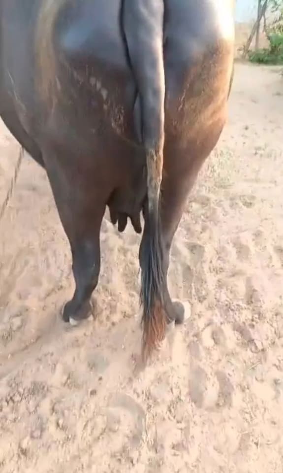 Murrah Buffalo in  RAJASTHAN