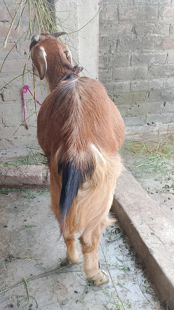 Jamunapari Goat in  BIHAR