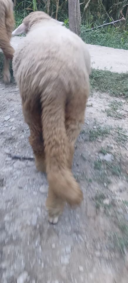 Others Sheep in  JAMMU AND KASHMIR