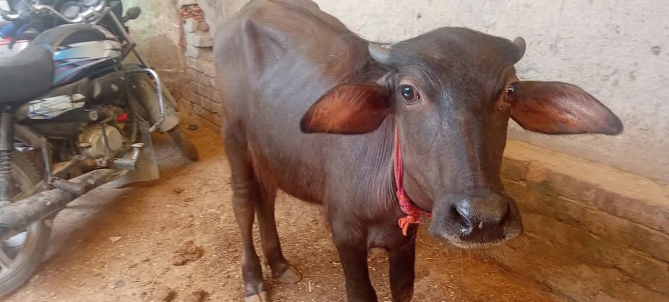 Murrah Buffalo in  RAJASTHAN