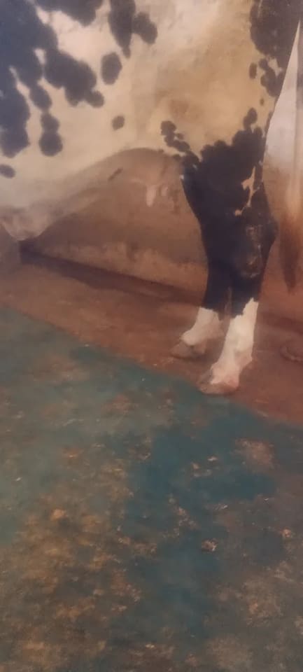 HF Cow in  UTTAR PRADESH