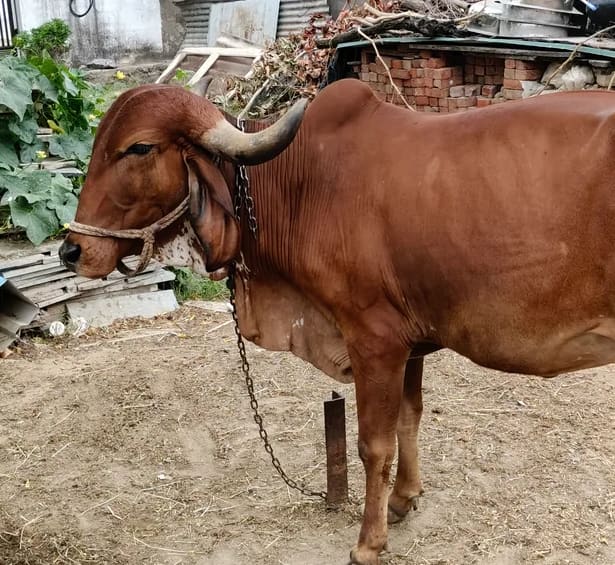 Gir Cow in  RAJASTHAN