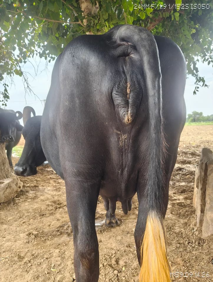 Murrah Buffalo in  RAJASTHAN