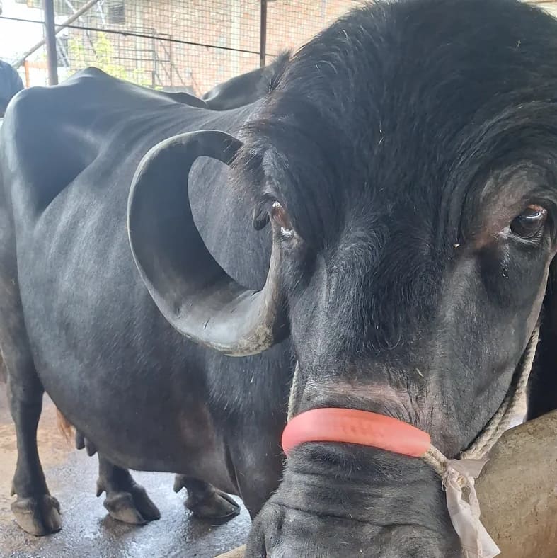 Jafarabadi Buffalo in  MADHYA PRADESH