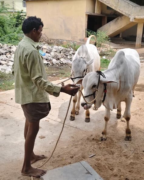 ONGOLE Cow O0206 in  ANDHRA PRADESH