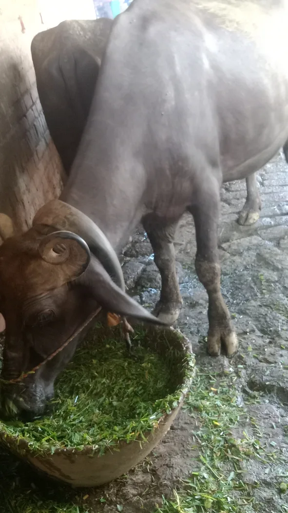 Jafarabadi Buffalo J0444 in  UTTAR PRADESH