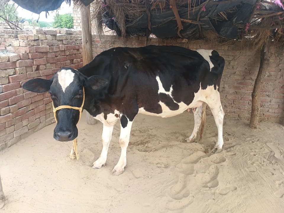 HF Cow in RAJASTHAN