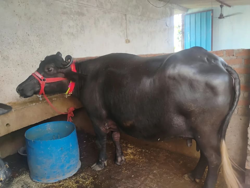 Murrah Buffalo in  UTTAR PRADESH