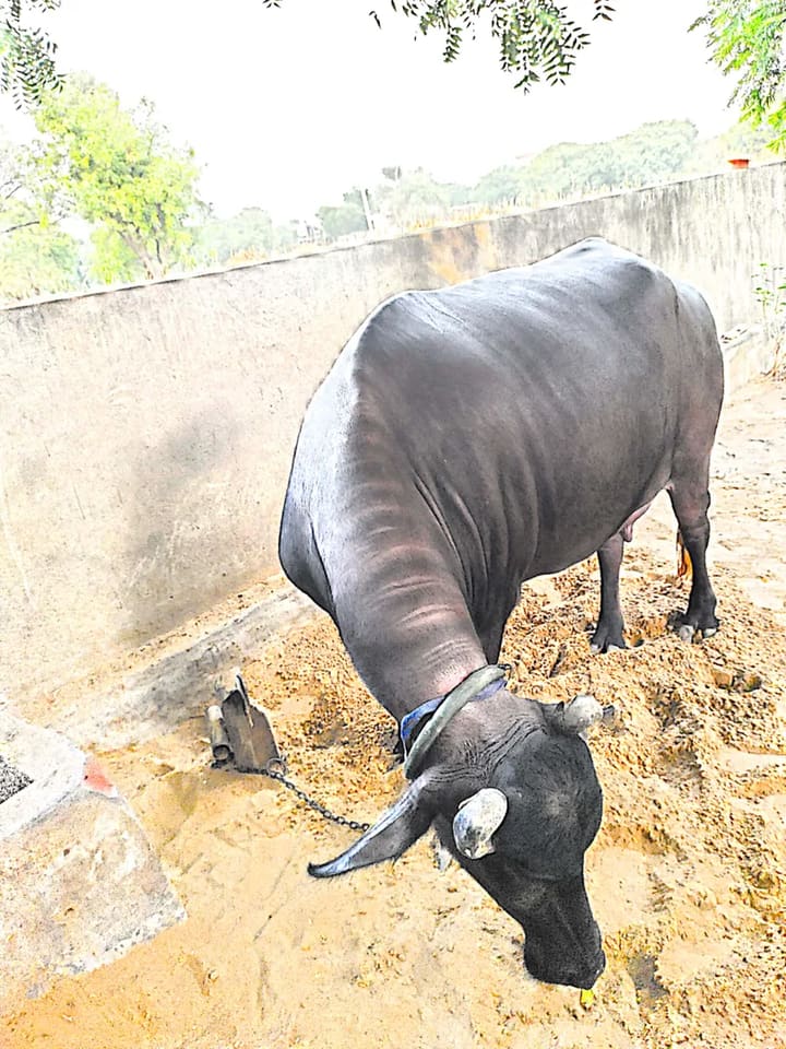 Murrah Buffalo in  RAJASTHAN