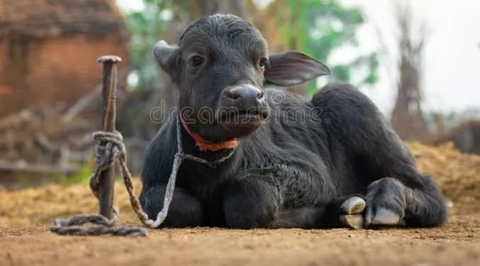 Others Buffalo in  HARYANA