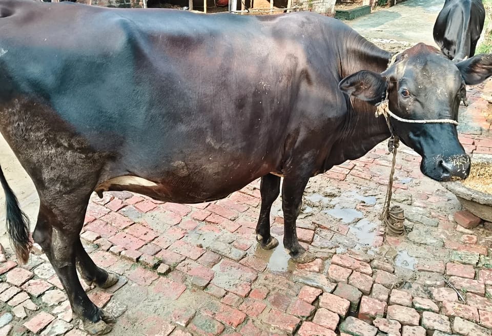HF Cow H3281 in  UTTAR PRADESH