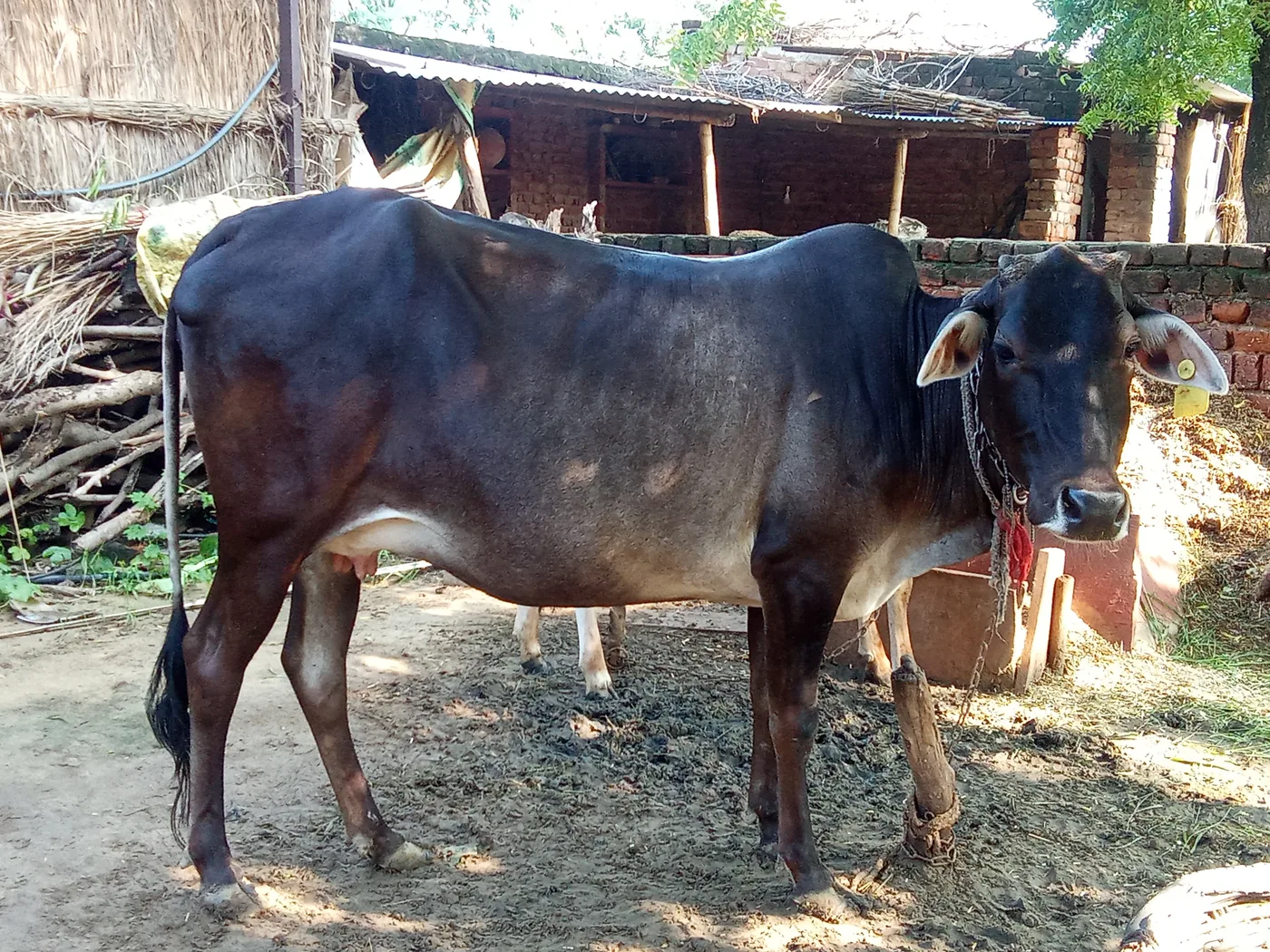 दोगलि Heifer O0443 in  RAJASTHAN