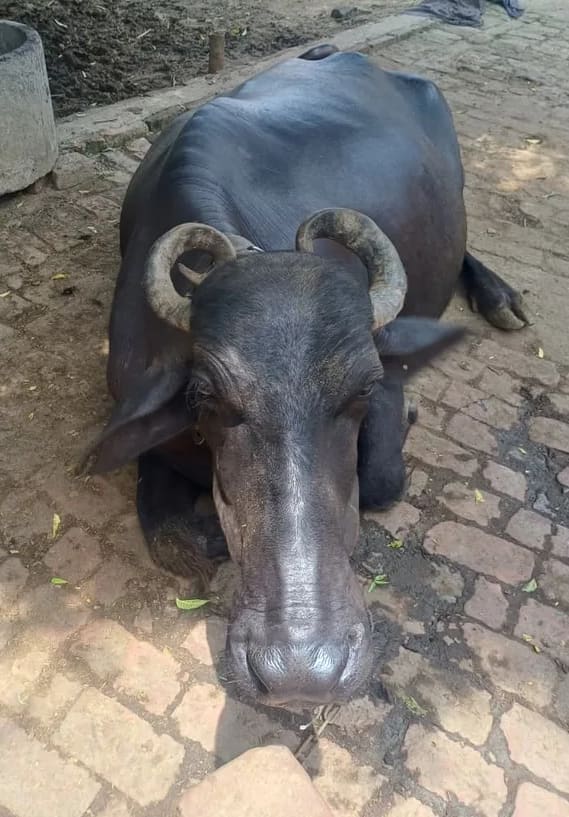 Murrah Buffalo in  UTTAR PRADESH