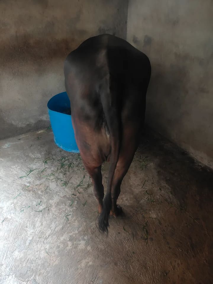 Jersey Cow in  MADHYA PRADESH