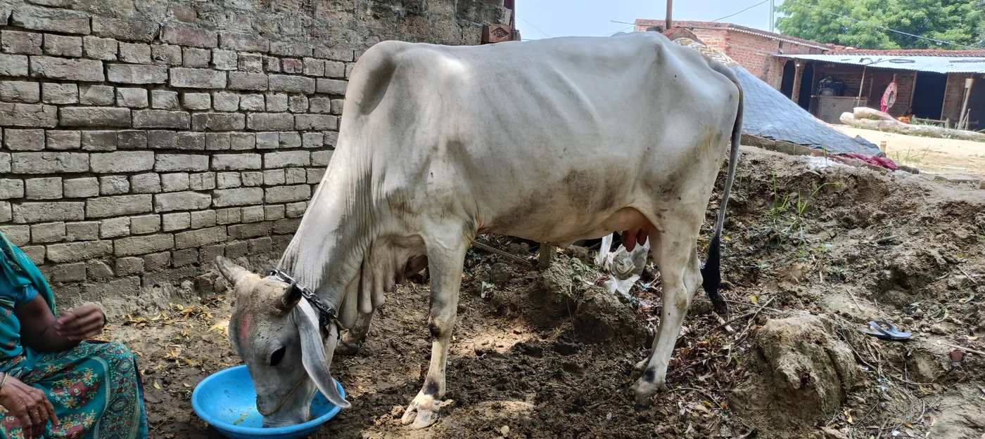देशी Cow O0446 in  UTTAR PRADESH