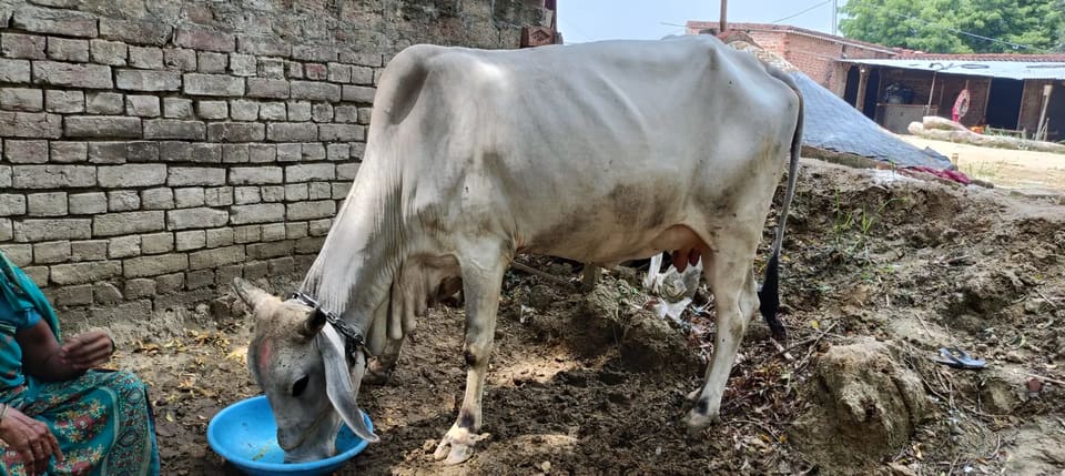HF Cow H3096 in  UTTAR PRADESH