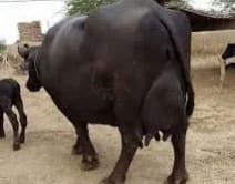Others Buffalo in  HIMACHAL PRADESH