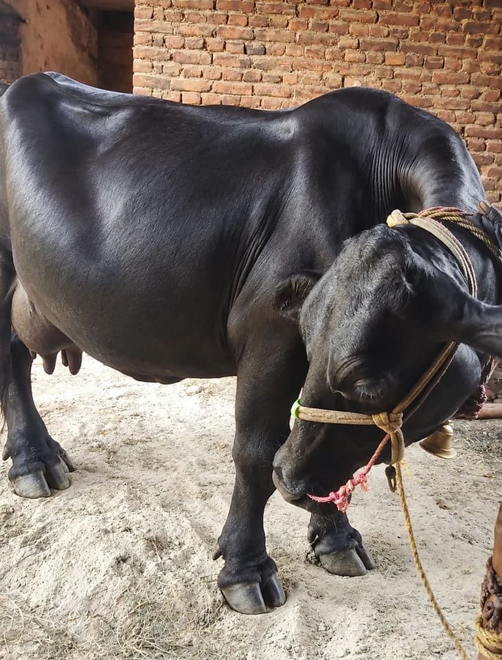 HF Cow H3260 in  BIHAR