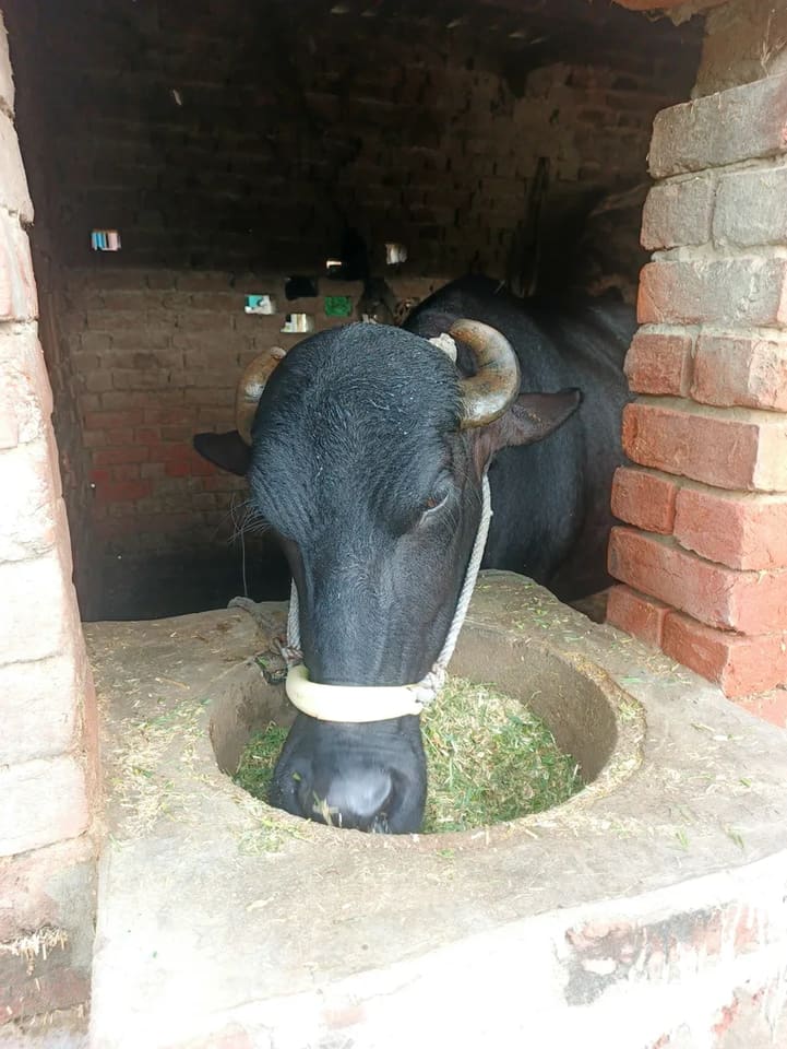 Deshi murra in UTTAR PRADESH