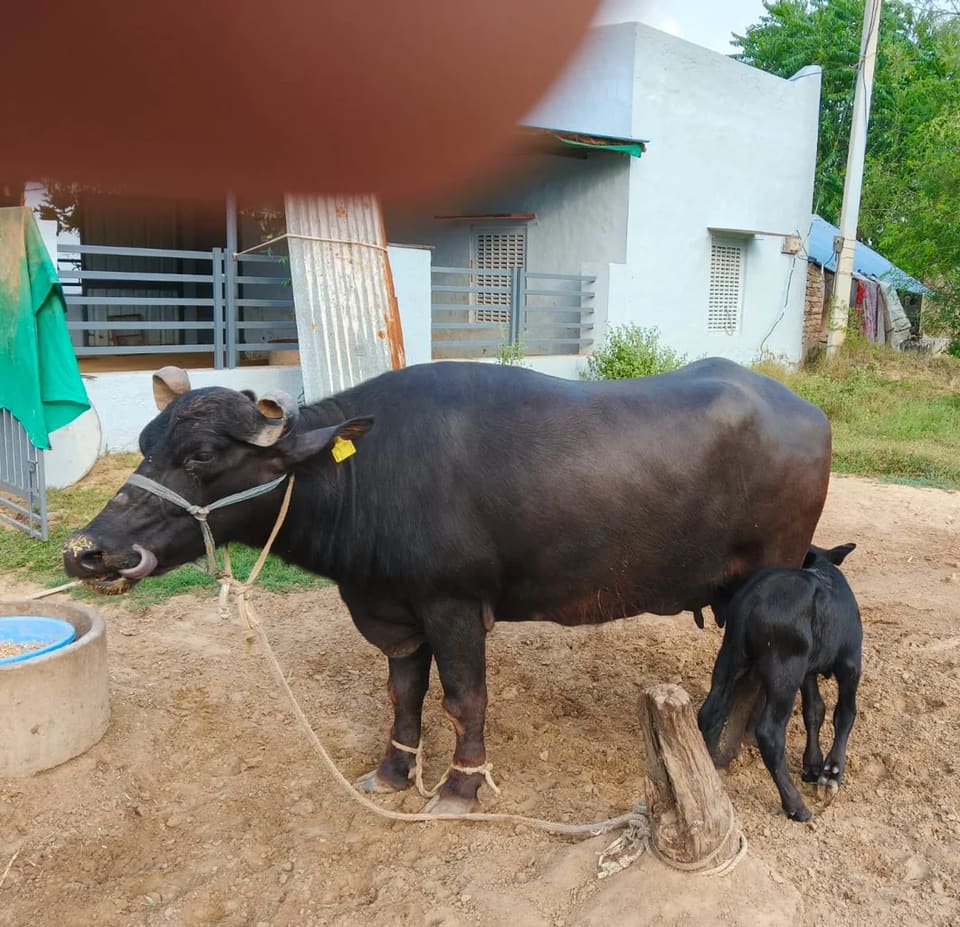 Murrah Buffalo in  RAJASTHAN