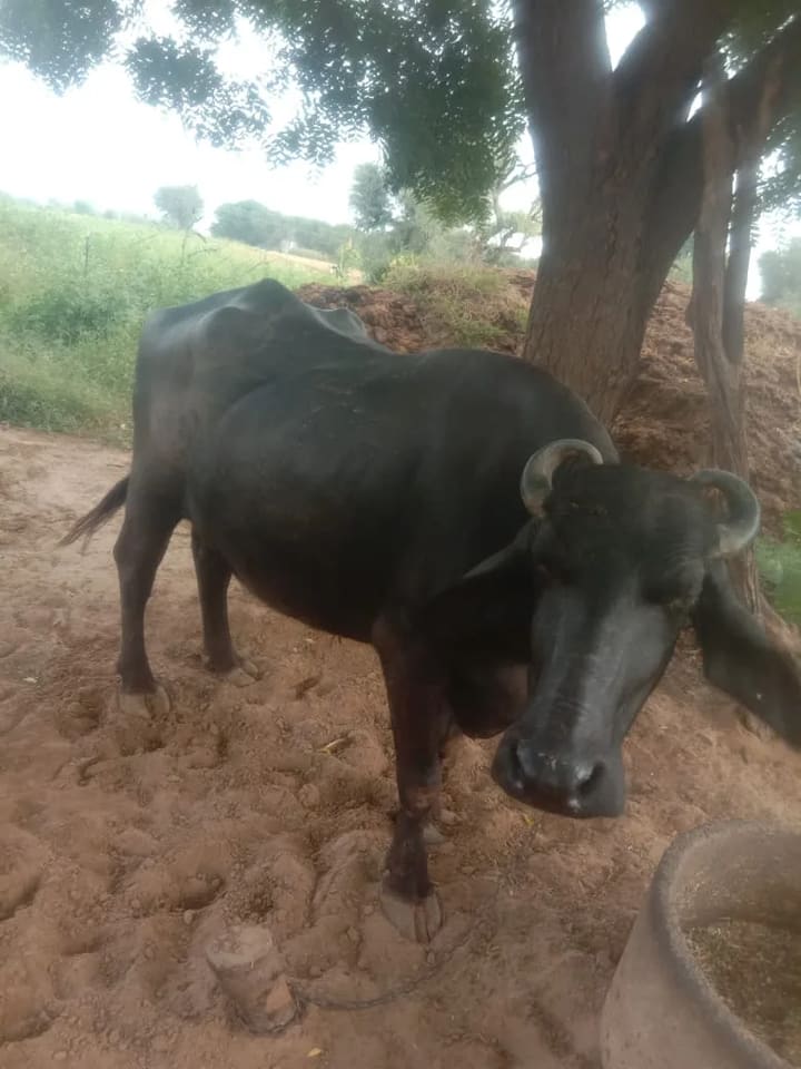Murrah Buffalo in  HARYANA