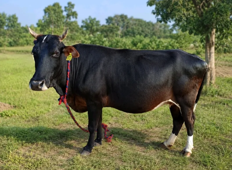 HF Heifer Cow H3246 in  UTTARAKHAND