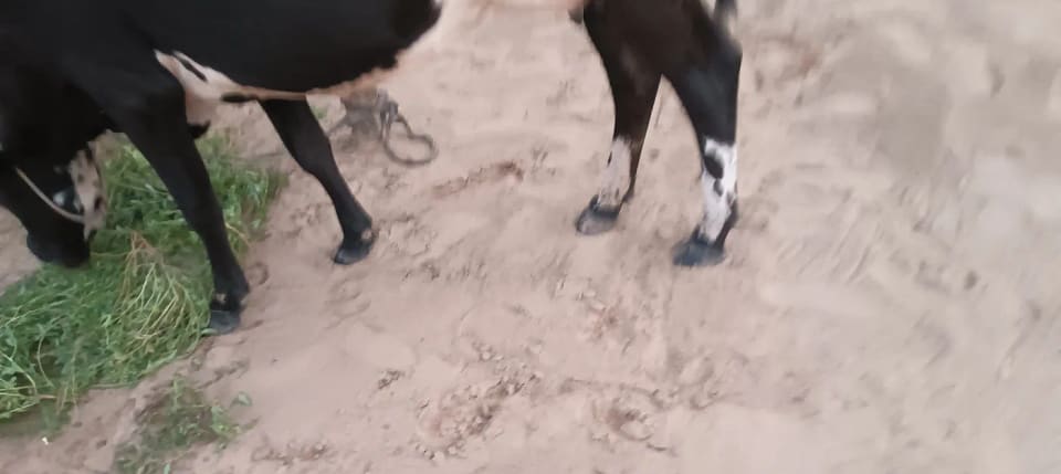HF Cow in  RAJASTHAN