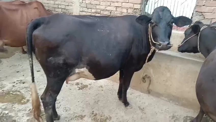 HF Cow in  BIHAR