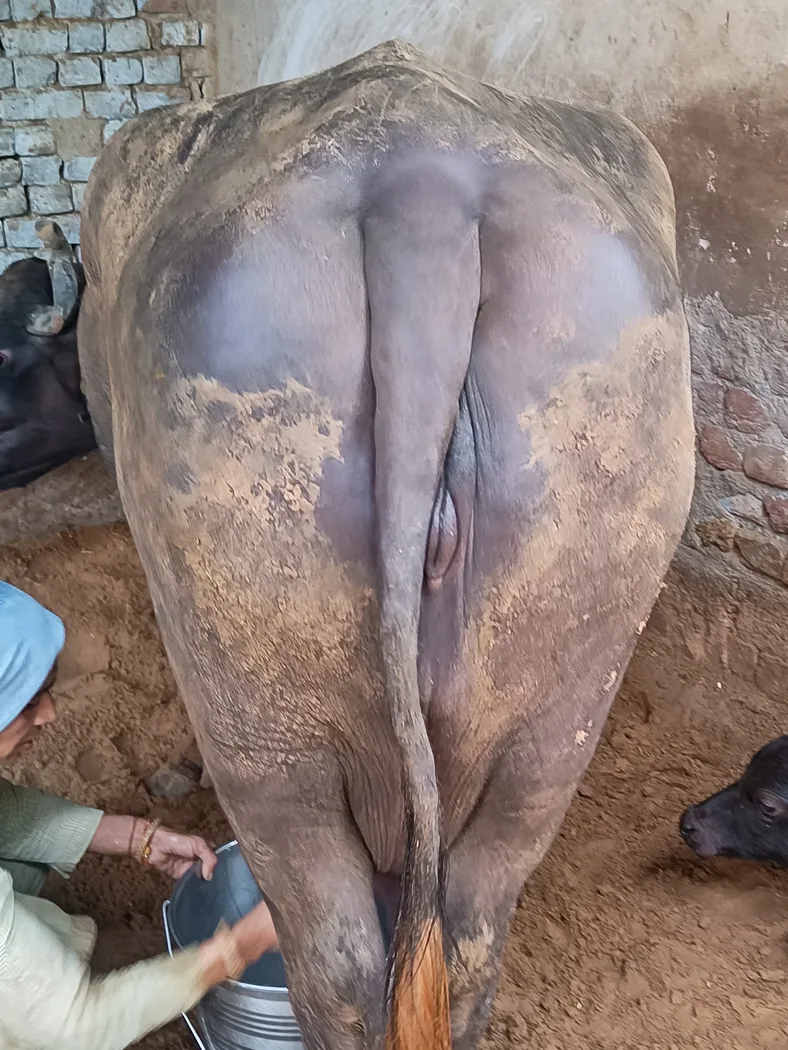 Others Buffalo in  RAJASTHAN