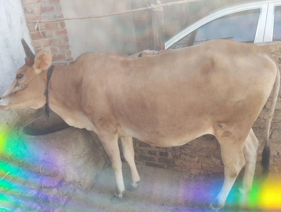 Sahiwal Cow S2002 in  UTTAR PRADESH