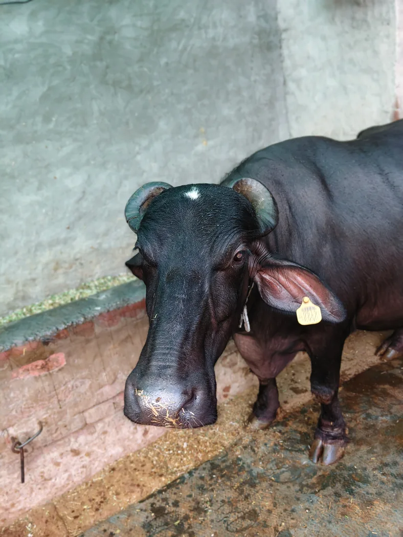 Jafarabadi Buffalo in  PUNJAB